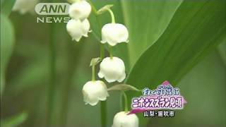 260万本の「ニホンスズラン」見頃　山梨・笛吹市（10/05/29）