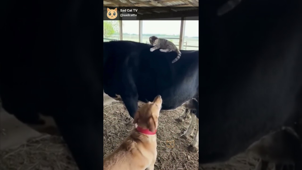 Jealous Dog Can’t Handle Kitty’s New Best Friend — a Cow! 🐶🐱🐮 LOL
