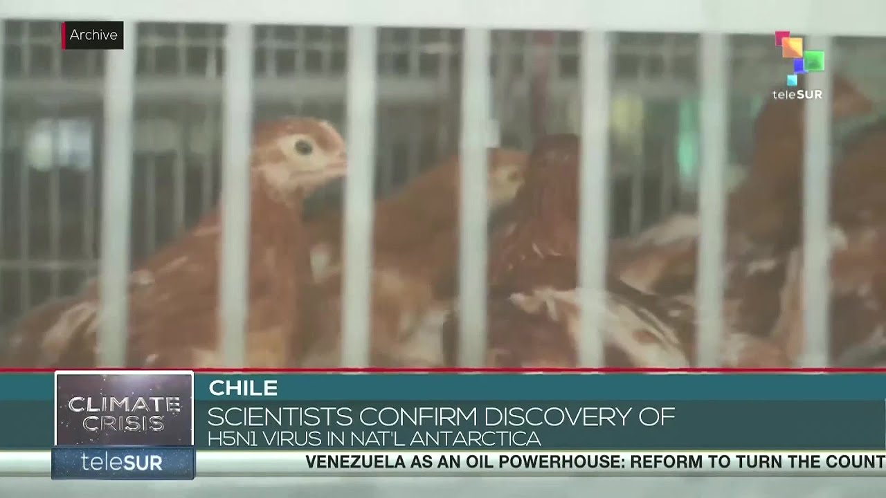 Chilean scientists confirm discovery of H5N1 virus in national Antarctica