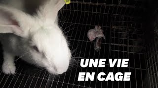 L214 dévoile les conditions de vie épouvantables des lapins en cage