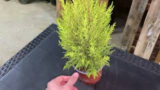 Come Annaffiare Il Cipresso In Vaso Ed In Piena Terra