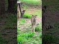         wildlife cheetha leapord viral attack travel