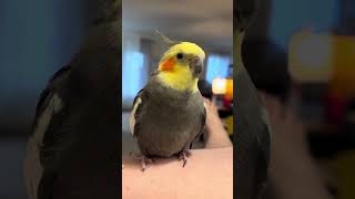 The Borb Resistance Is Futile