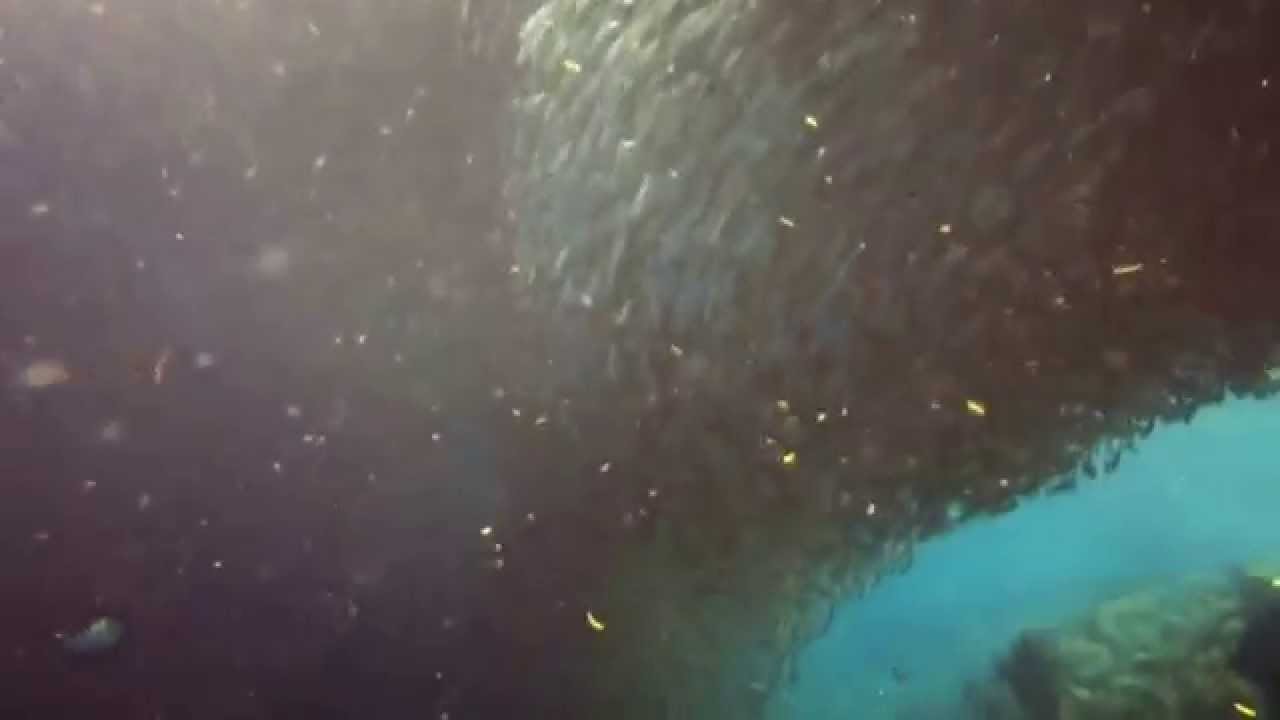 Sardines Vortex