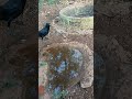 Crow drinking water 