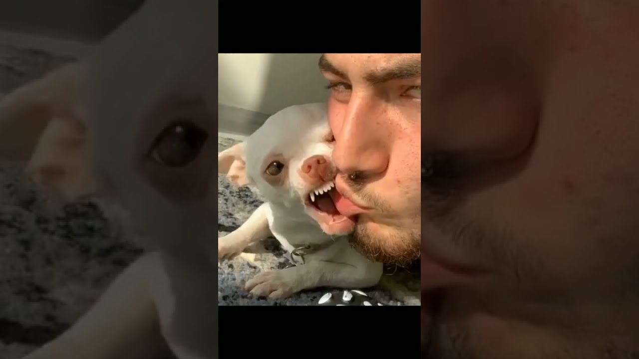 Super Angry dog Niki chihuahua Funniest moment video clip ? #shorts #niki #angry #dog #trending