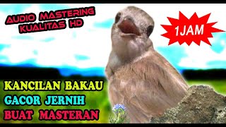 SUARA BURUNG KANCILAN BAKAU GACOR - MASTERAN BURUNG KECIL TERBAIK