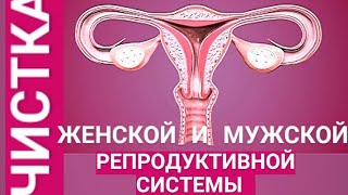 🔴ЧИСТКА МУЖСКОЙ И ЖЕНСКОЙ РЕПРОДУКТИВНОЙ СИСТЕМЫ 🔴