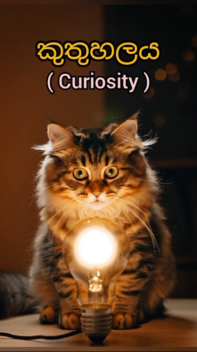 කූරියෝ 🐱 සිටි || Curiosity #ytshorts #galthisemistake #jaggajasoos #sinhalamoviereview