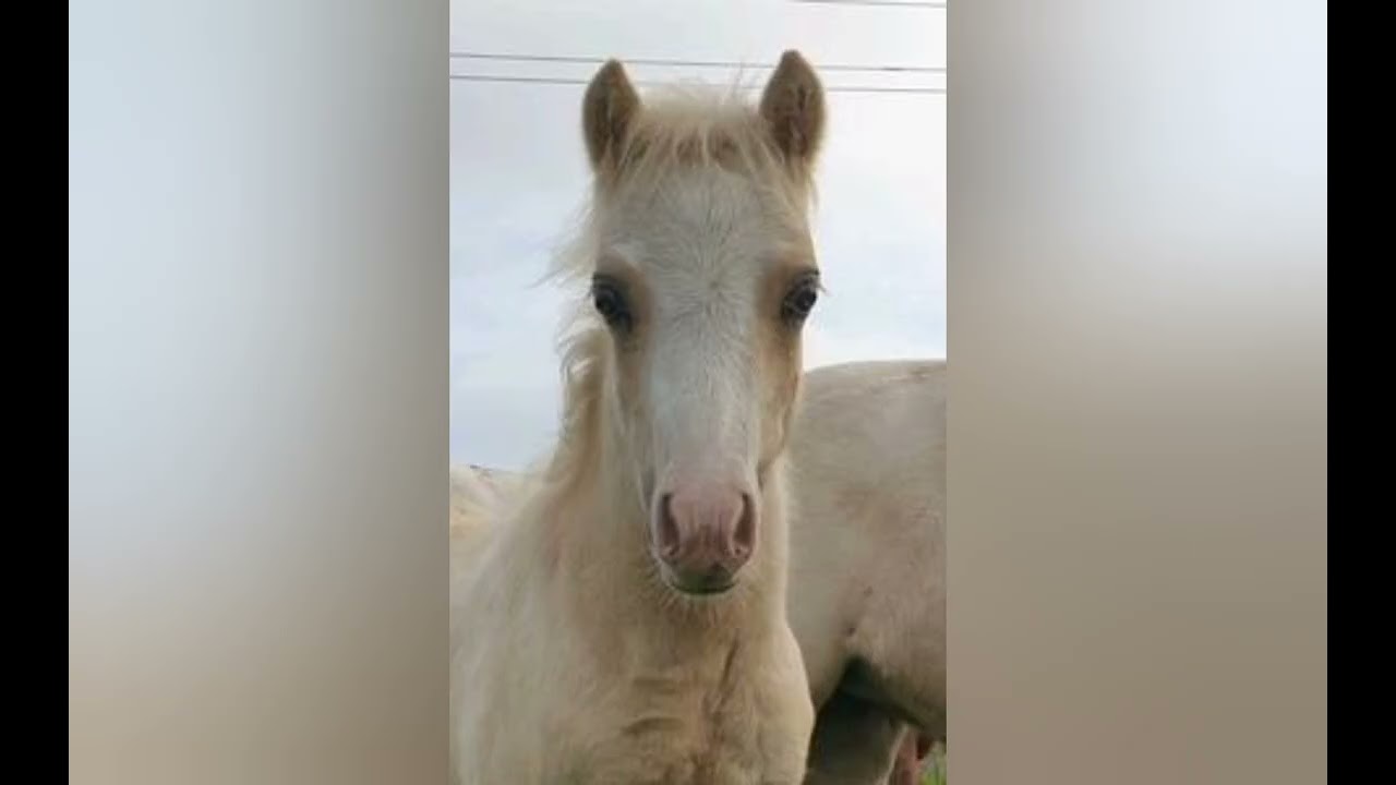 pferde und ponY ❤️ ❤️ ❤️ ❤️ ❤️   