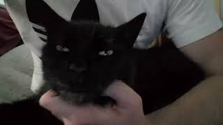 Cat Acquired #3