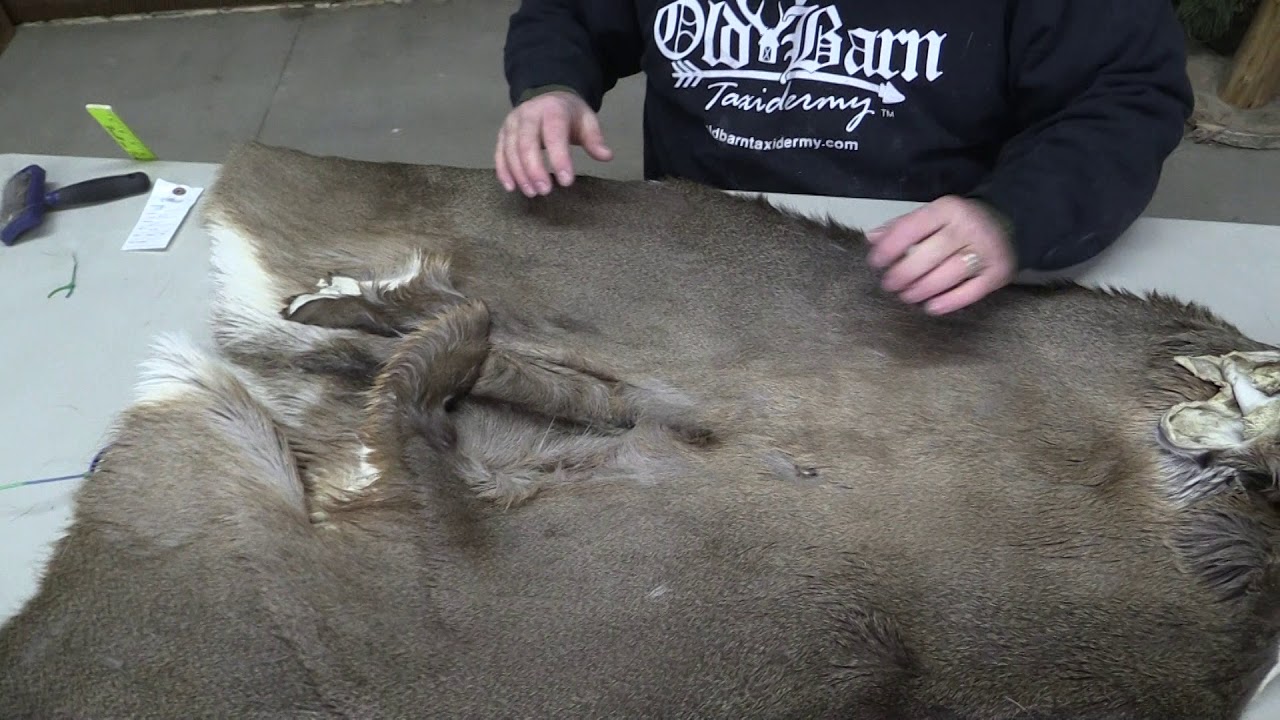 Tanned Whitetail Deer Cape For Sale 7 1/4" X 18" OBT919 YouTube