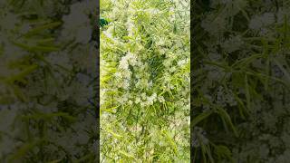 Asparagus falcatus🍃#farming #nature #medicine #srilanka #plants #flowers #endemic #naturelovers