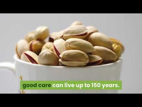 Growing Pistachio Trees - How to Grow Pistachios