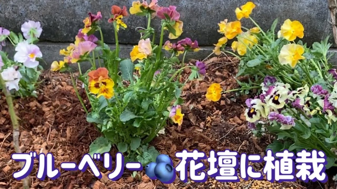 ブルーベリーの花壇に草花を植栽 Youtube
