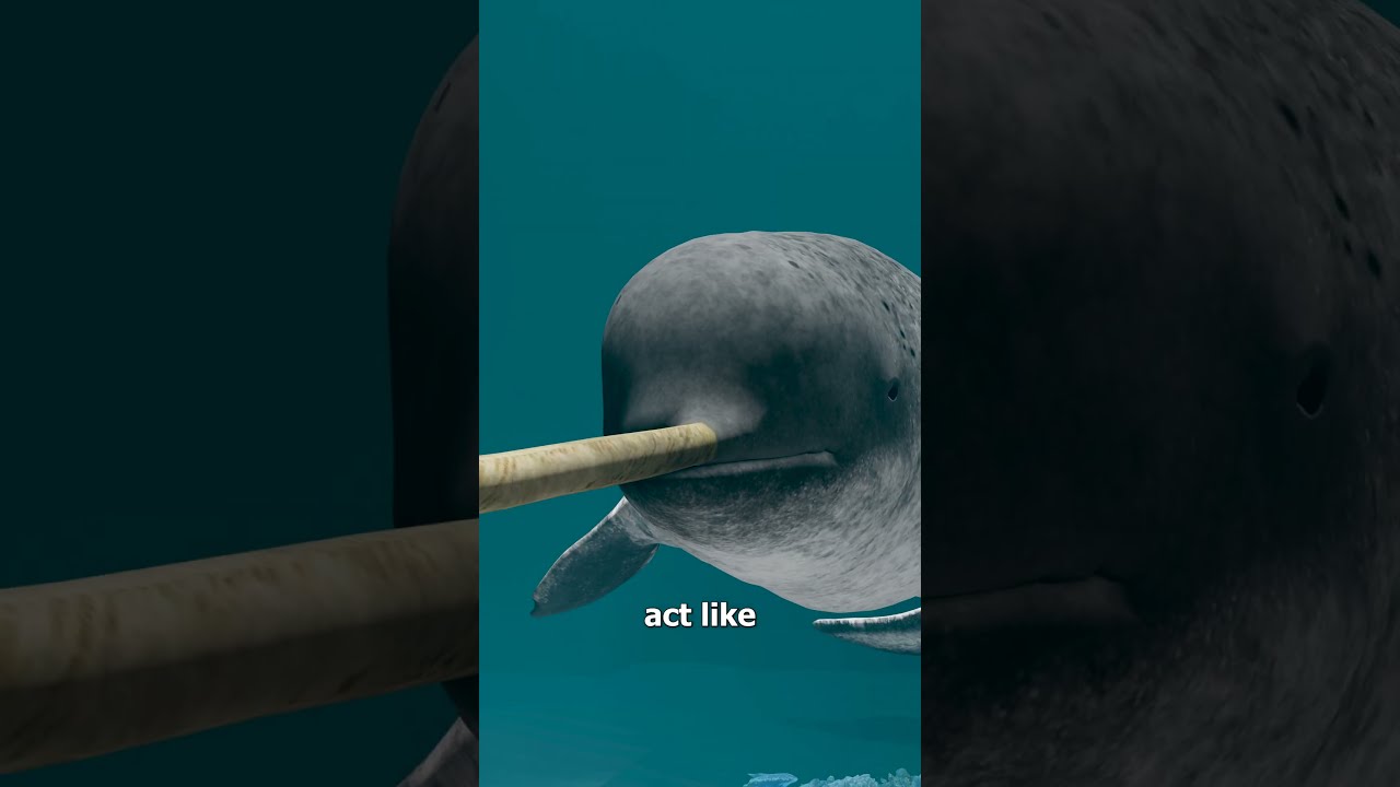 What Exactly IS A Narwhal Horn 