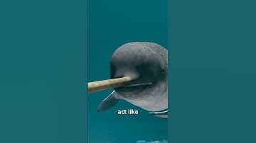 What Exactly IS a Narwhal Horn? 🤔
