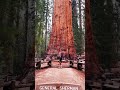 Biggest tree on earth!?😲😲🤯😳🔥 Sequoia in Cali🇺🇸🌹 #travel #viral #travellife #trending #shock