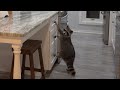 I Leave My Pet Raccoon Unattended for an Hour in our Newly Renovated House!