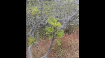 Fig tree waking up for the summer!