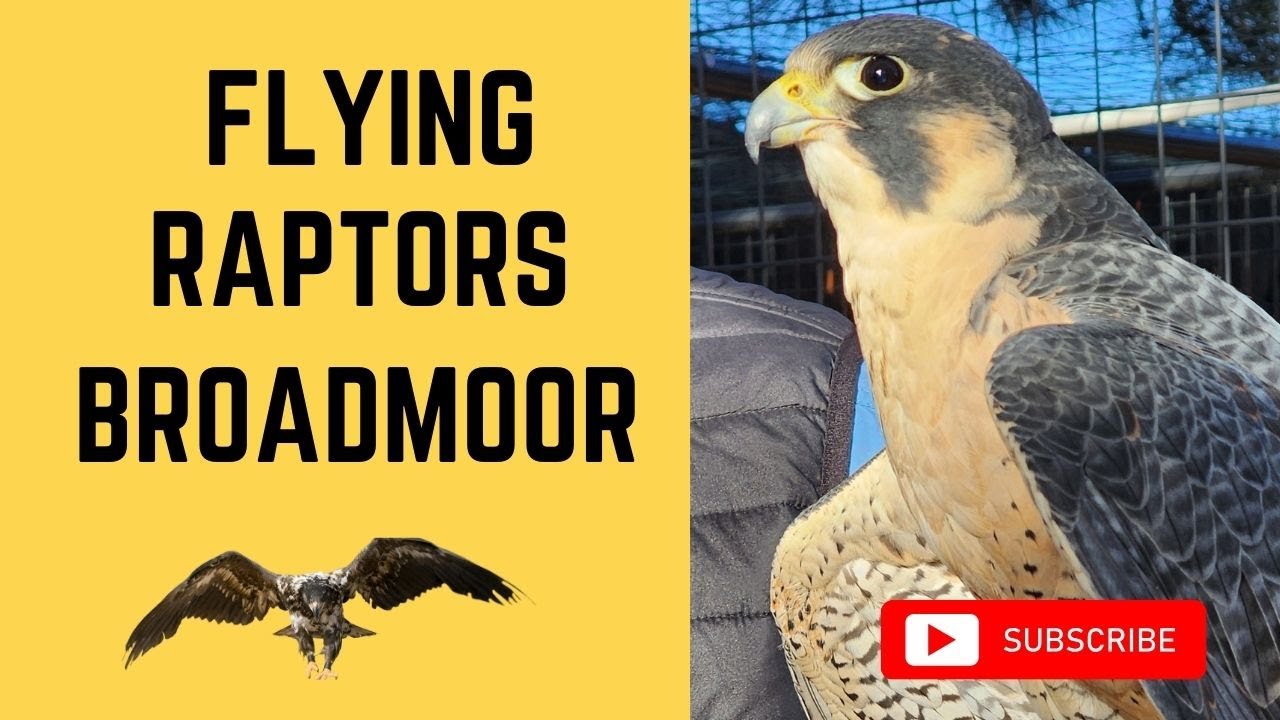 Flying Raptors — Falconry at The Broadmoor in Colorado Springs YouTube