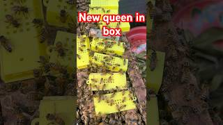 Wow Catch A New Queens Bees Newborn So Manys