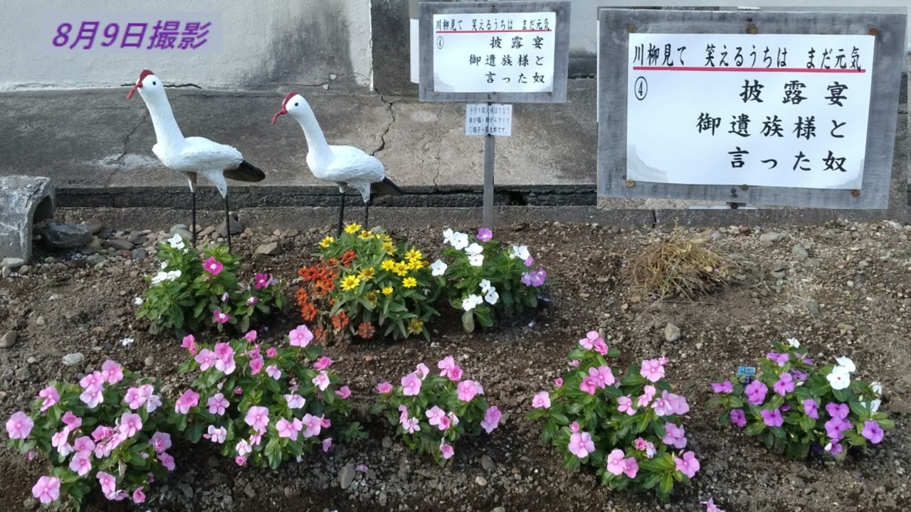 三吉町フラワーロード2025 アピール動画完成版 20250915