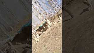 Kayseri̇ Akkişla Ortaköy Köyü