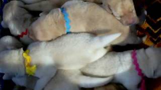 100_0317.mov