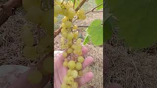 🔴🔴Апельсинка а не виноград. Виноград Прима Украины.