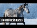 Interesting facts about dappled gray horses