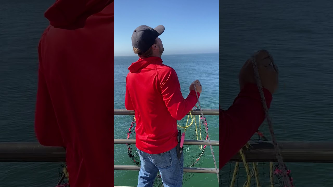 Thresher shark Huntington beach pier