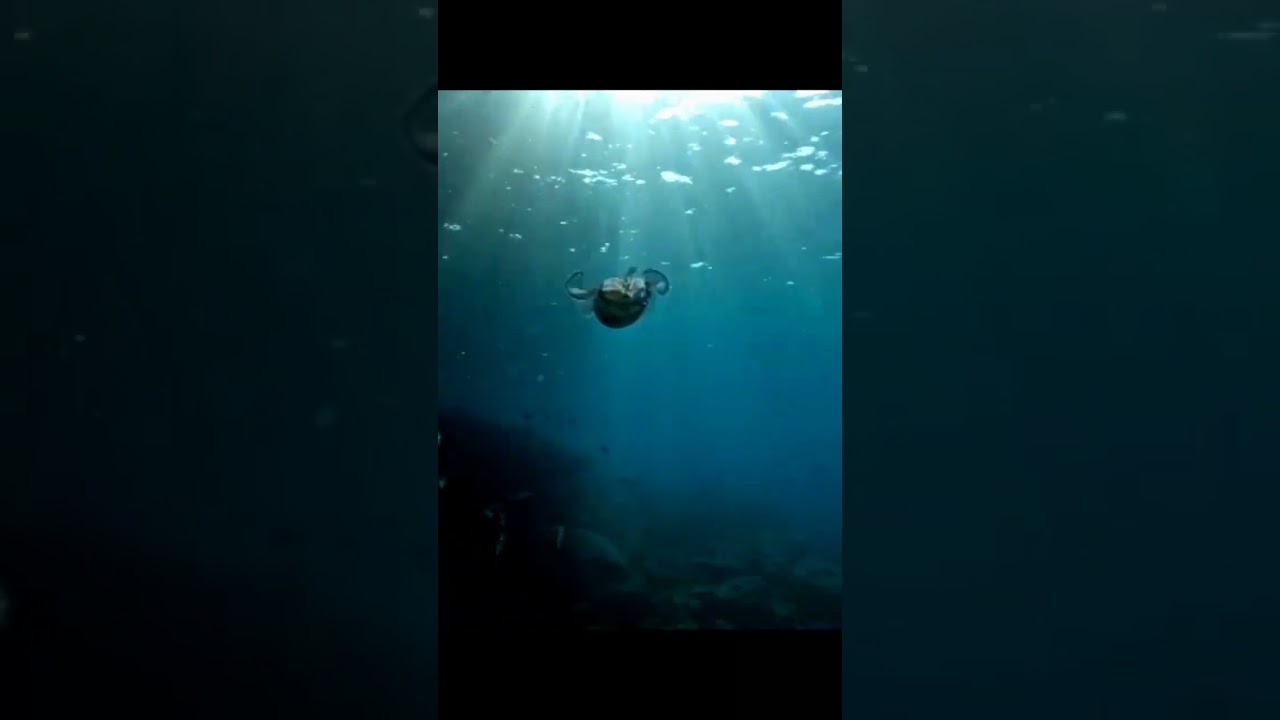 Squid dance 🦑 #reels #underwater #scubadiving #video #gopro #thailand #diving #calmdown