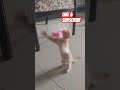 Funny kitty simba cute funny kitten simba playing likesubscribe