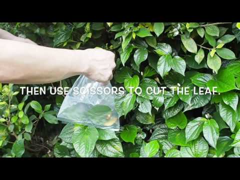 HOW TO Catch Jumping Spiders.