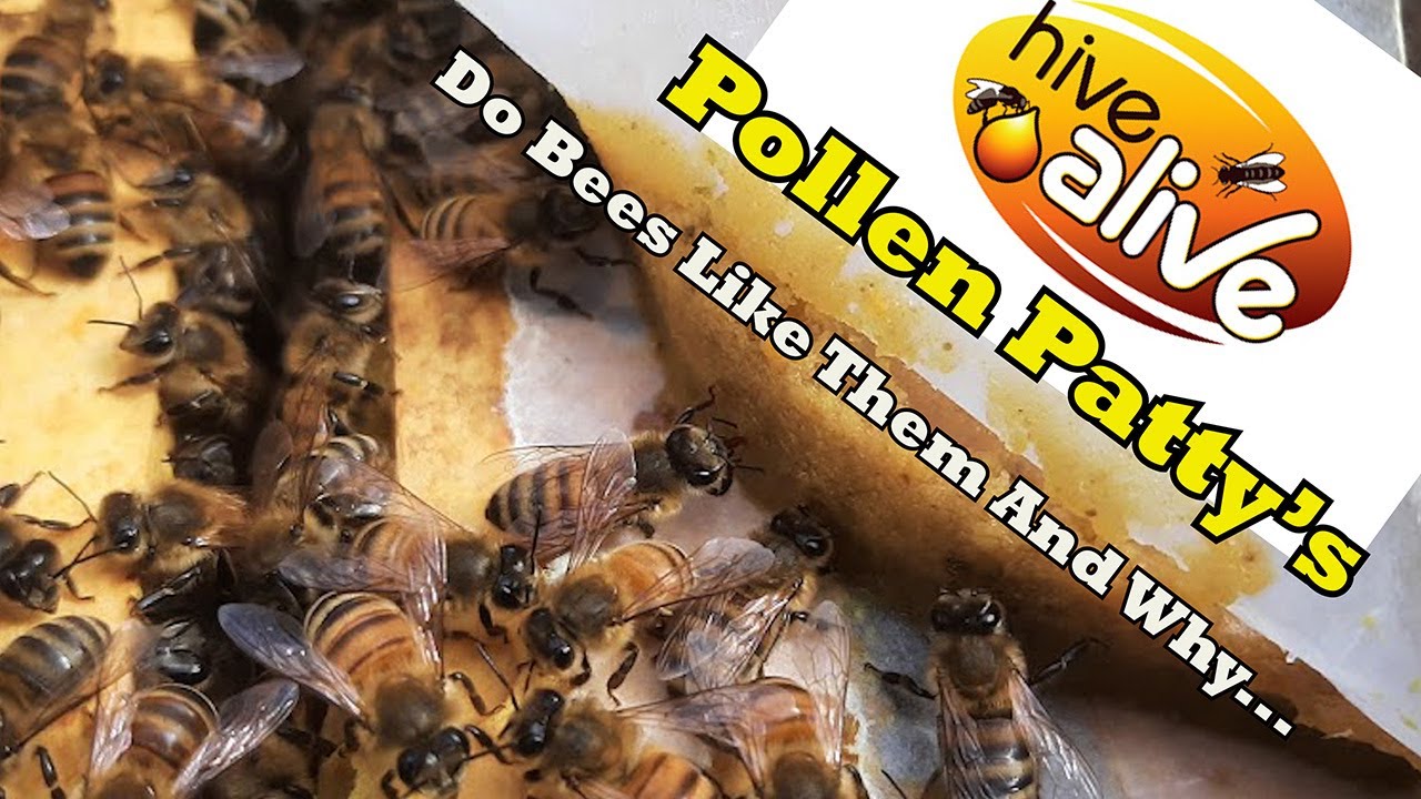 HiveAlive Pollen Patty's, Do Bees Like Them And Why.... YouTube