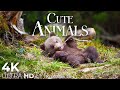 Cute baby animals  4k  relaxation film with peaceful relaxing music and animals ultra