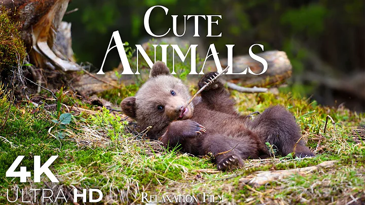 Cute Baby Animals 🐻 4K - Relaxation Film with Peaceful Relaxing Music and Animals Video Ultra HD - DayDayNews