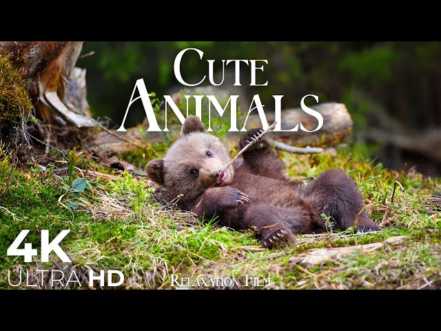 Cute Baby Animals 🐻 4K - Relaxation Film with Peaceful Relaxing Music and Animals Video Ultra HD class=