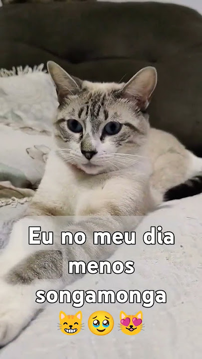 Quer lavar a louça 🥲🥰😇😅🫠😸? #gatos #dublagemdeboche #viral_video #trending #dublagem #shorts #humor