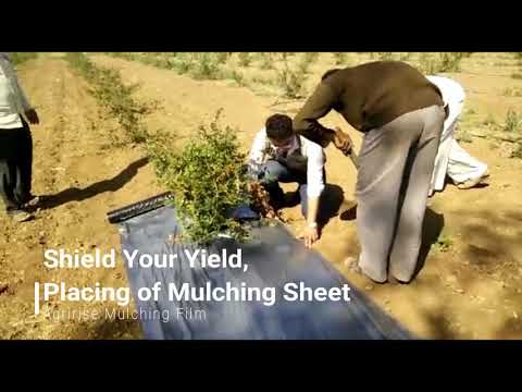 Video: Mulching Film - A është I Nevojshëm Për Faqet Tona?