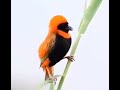 صوت تغريد طائر المطران الأحمر
