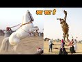 ऊंट और सफेद घोड़े का डांस कॉम्पिटिशन // Camel Dance & Horse Dance // KDH