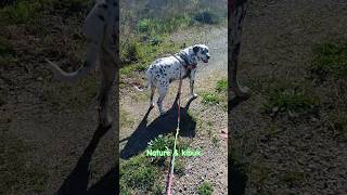 With My Dog Kibukwalking