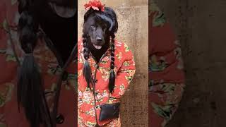 omg thats crazy things ever #funnyDog 3