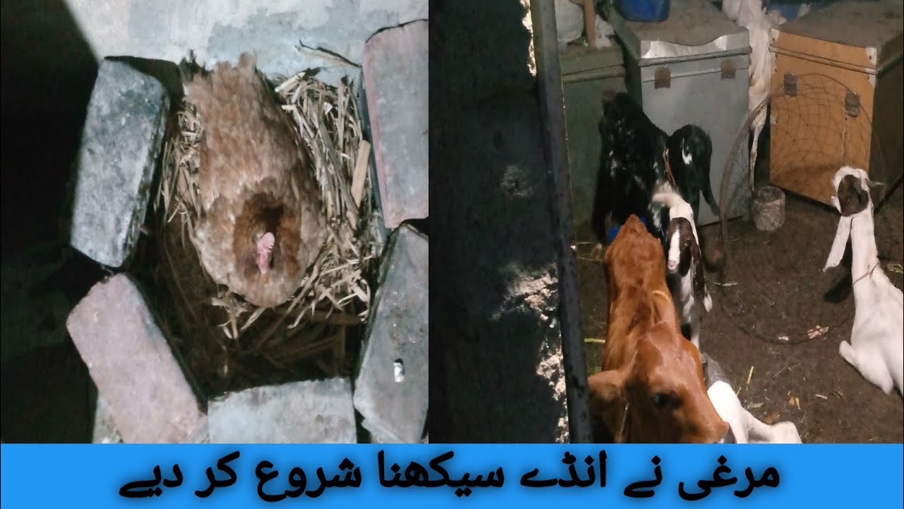 murgi na anda sakh na Shuru kar diya | chat pe farm | vlog