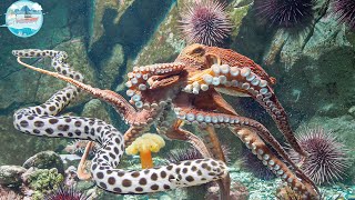 Amazing Dramatic Confrontation Of Big Octopus and Tiger Snake  Shark Attack Moray Eel Extreme Fast