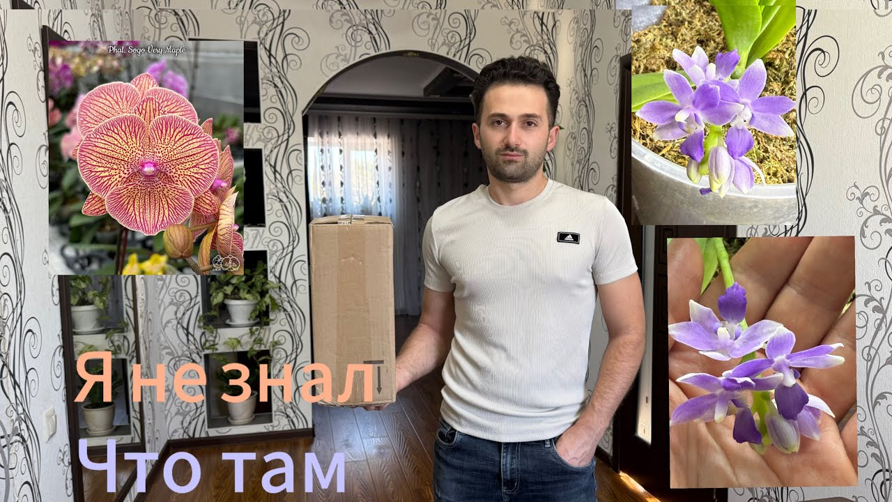 Посылка Сюрприз, Первое Цветение Орхиде Blue star ￼￼￼￼