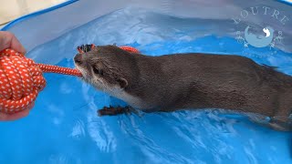 【カワウソ】スーパーマンおあげ　 Otter　Superman Oage