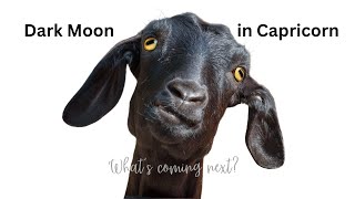 The Domino Effect | New Moon in Tropical Capricorn | 30 December 2024